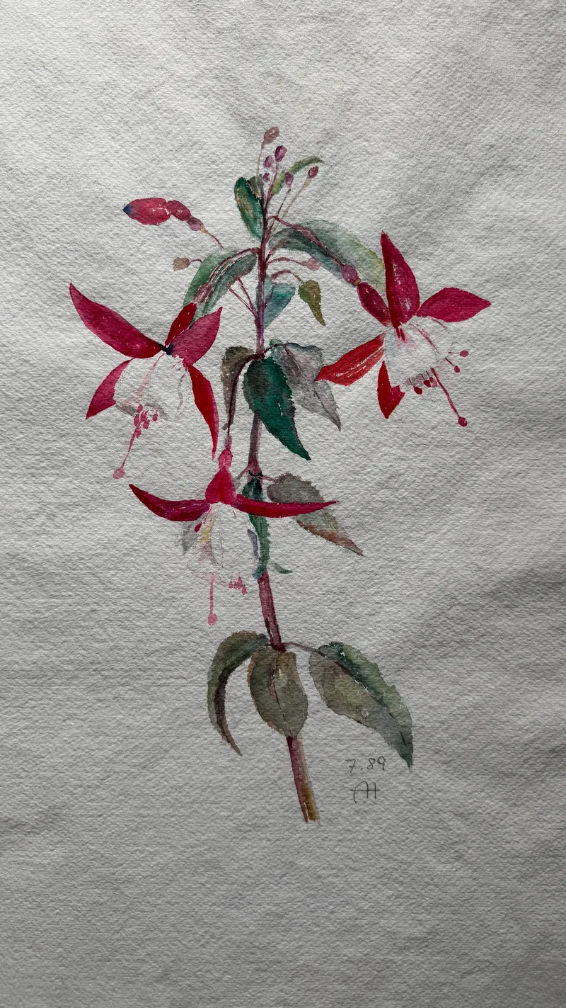 Monogrammist AH, Blumenskizze Fuchsie?, Aquarell auf Papier
